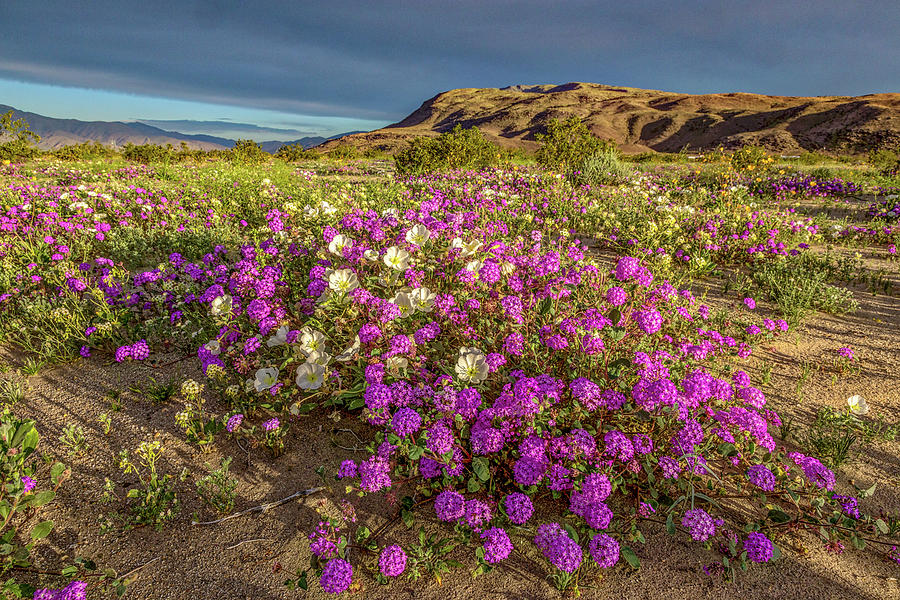 Nature Photograph - Early Morning Light Super Bloom by Peter Tellone