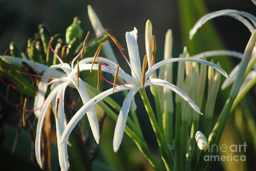 Flowers Photograph - Early morning Lily by LeeAnn Kendall
