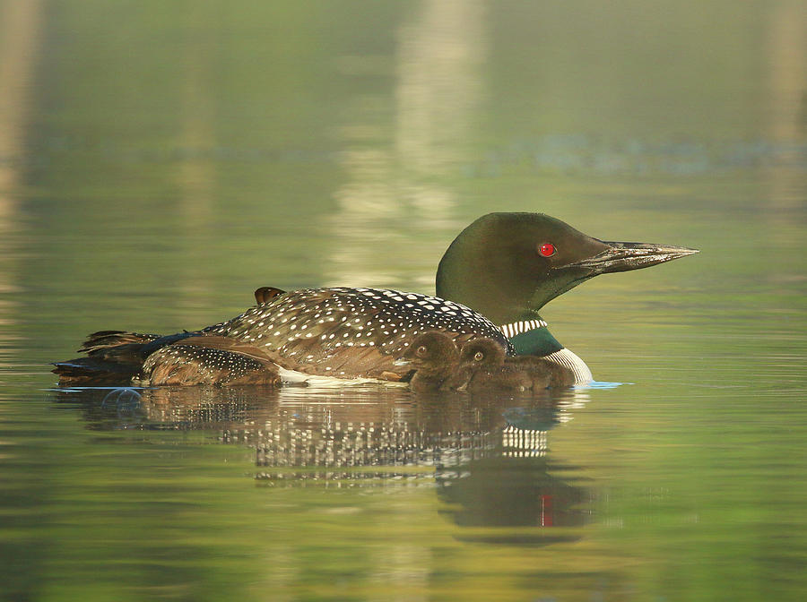 Bird Photograph - Early Morning Loons by Duane Cross