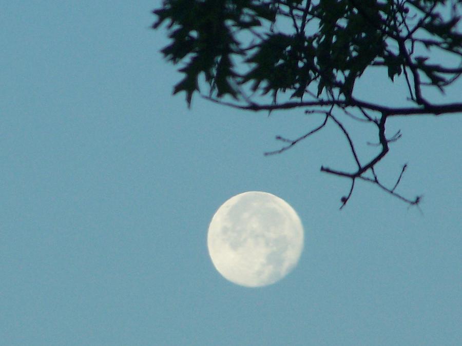 Early morning moon Photograph by Lila Mattison
