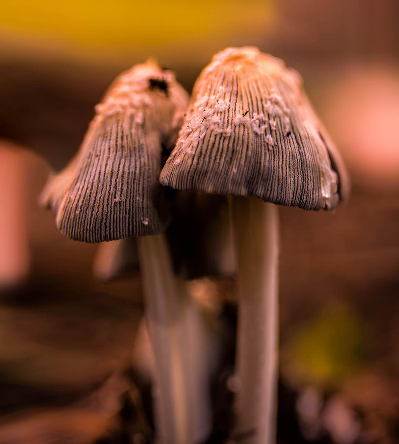 Early morning Mushrooms Photograph by Micah Goff