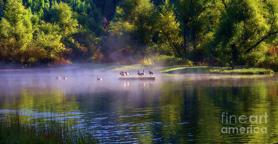 Early Morning Nature Lake Geese  Photograph by Chuck Kuhn