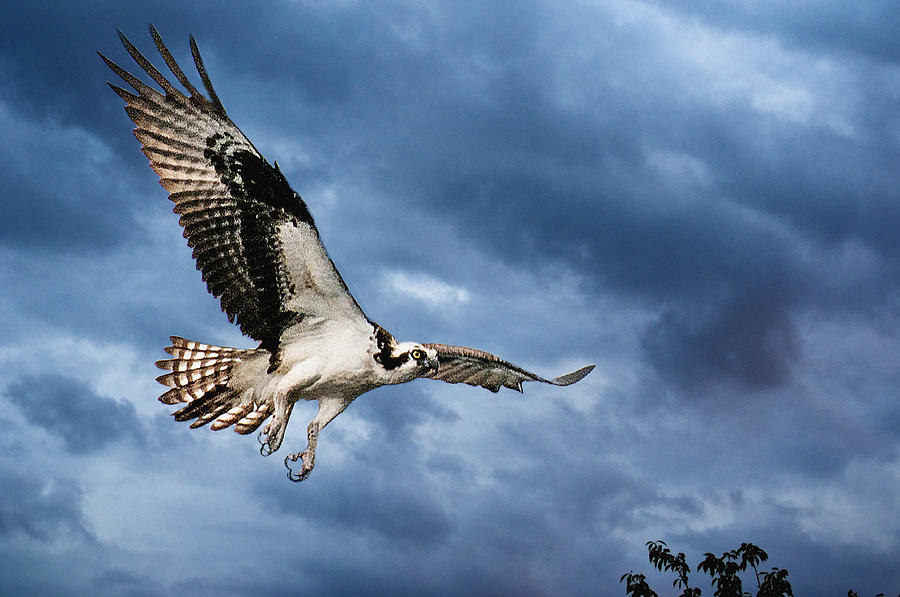 Early morning Osprey Photograph by Brian Tarr