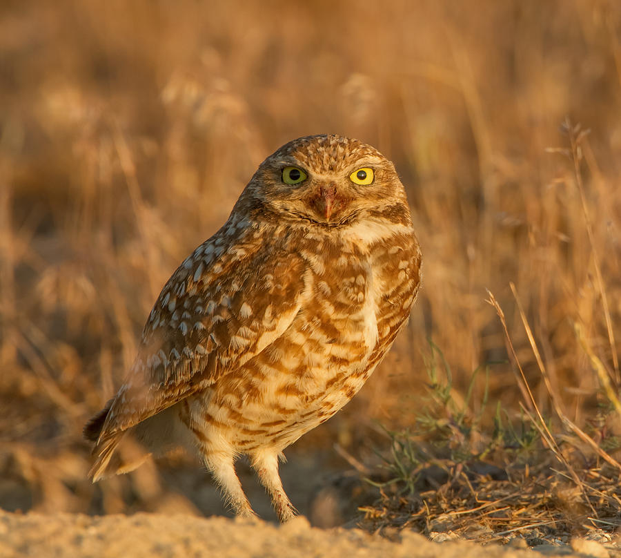 Early Morning Owl Photograph by Kent Keller - Fine Art America