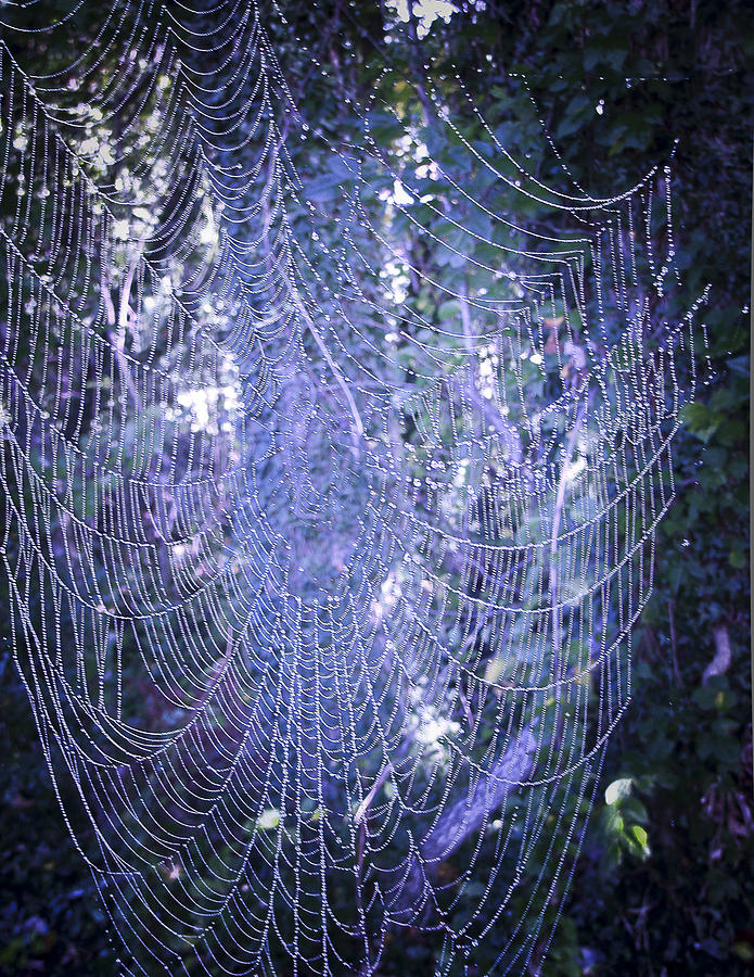 Early Morning Pearls Dew Kissed Spider Web Photograph