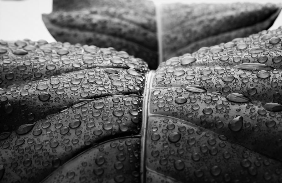 Black And White Photograph - Early Morning Rain by Heidi Fickinger