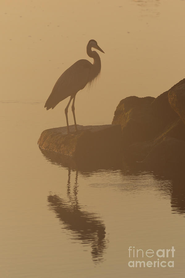 Early Morning River Heron Photograph