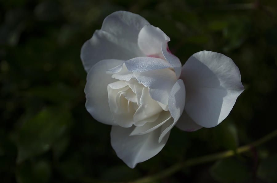 Early morning rose Photograph by Dan Hefle