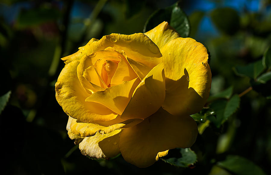 Early Morning Rose Photograph by Kenneth Albin