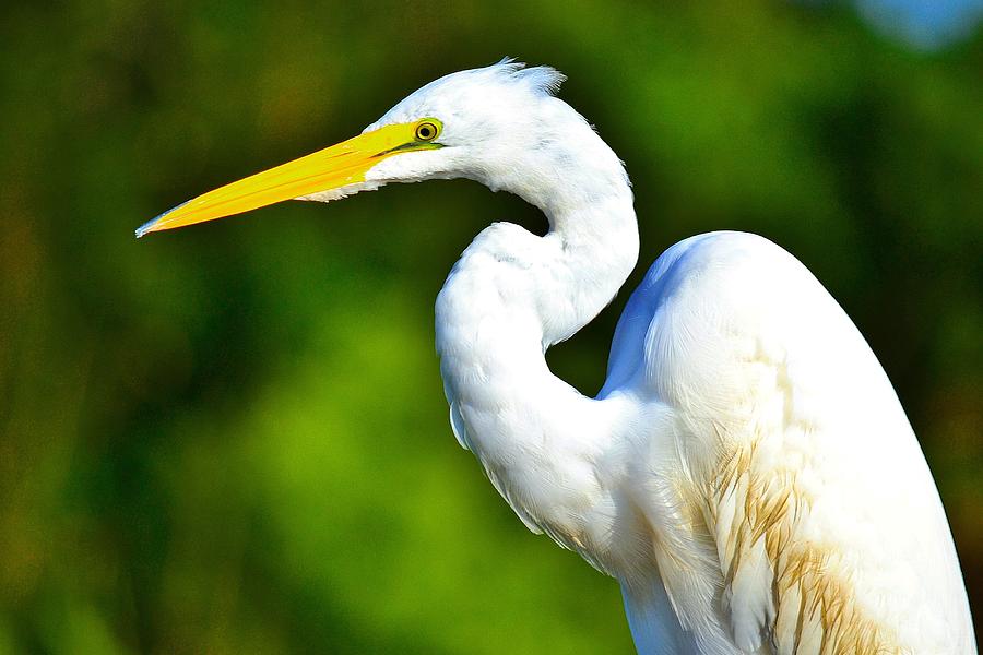 Egret Photograph - Early Morning Sun by Patricia Black
