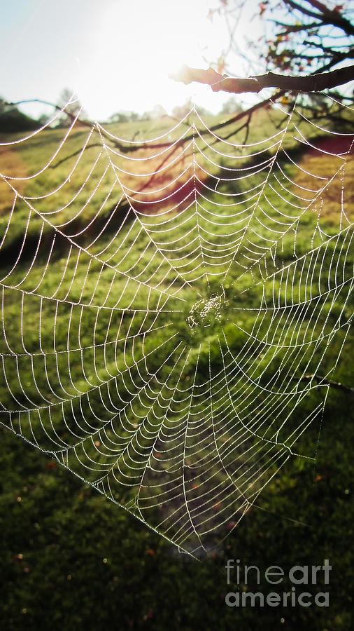 Early Morning Web Photograph by Cheryl Baxter