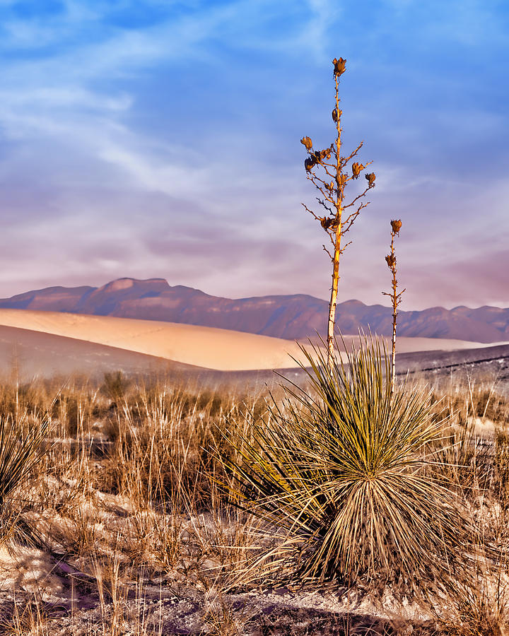 Early Morning Yucca - White Sands - New Mexico Photograph by Nikolyn McDonald