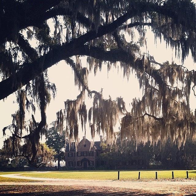 Charleston Photograph - Early Mornings At Middleton Place by Anna  Freeman