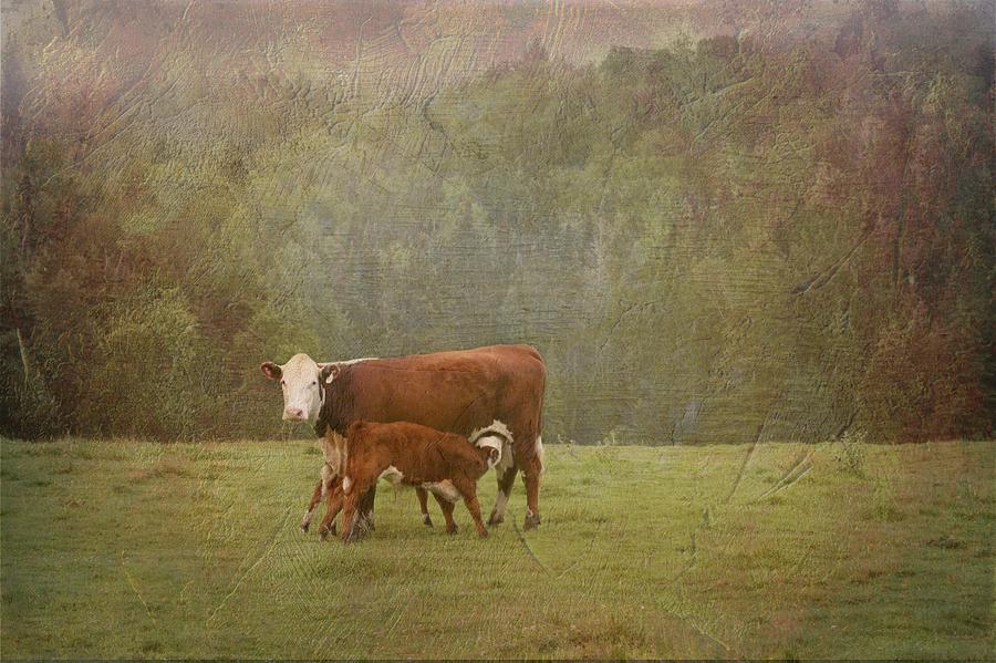Early Morning Breakfast-Cow Style Photograph by Betty  Pauwels 