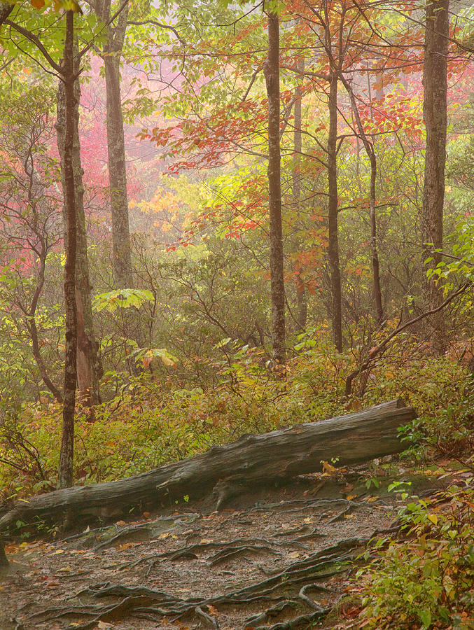 Early October Color in the Smokies Photograph by Emil Davidzuk