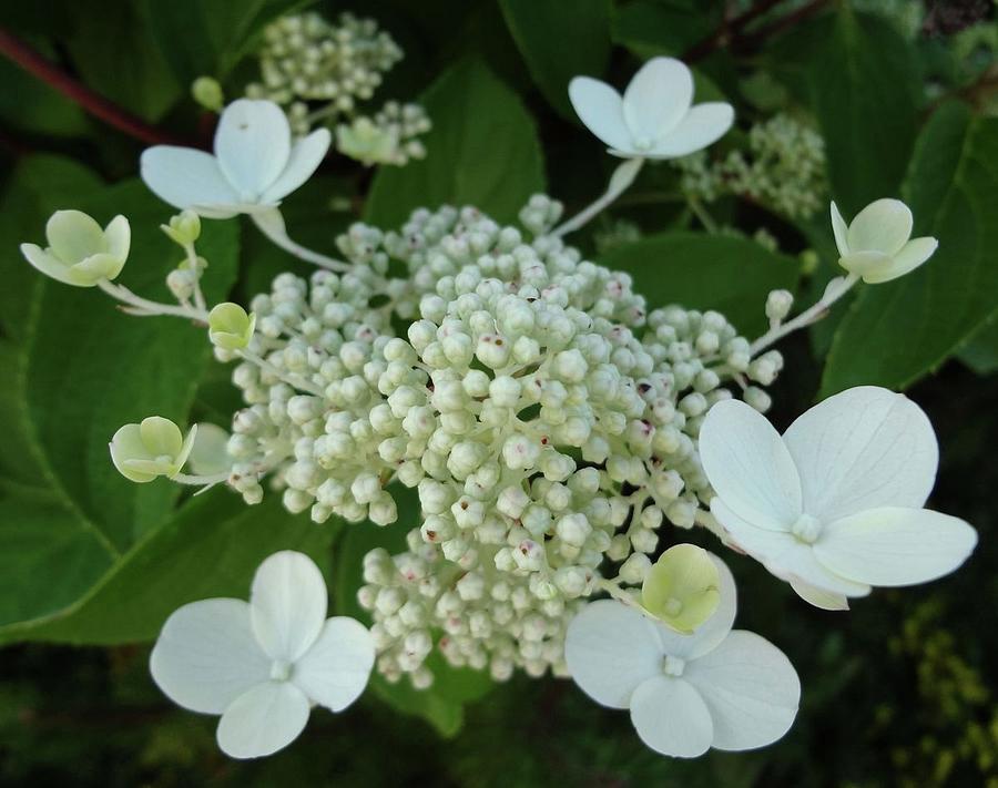 Early PeeGee Hydrangea Blooms Photograph by Sarah Malley - Fine Art America