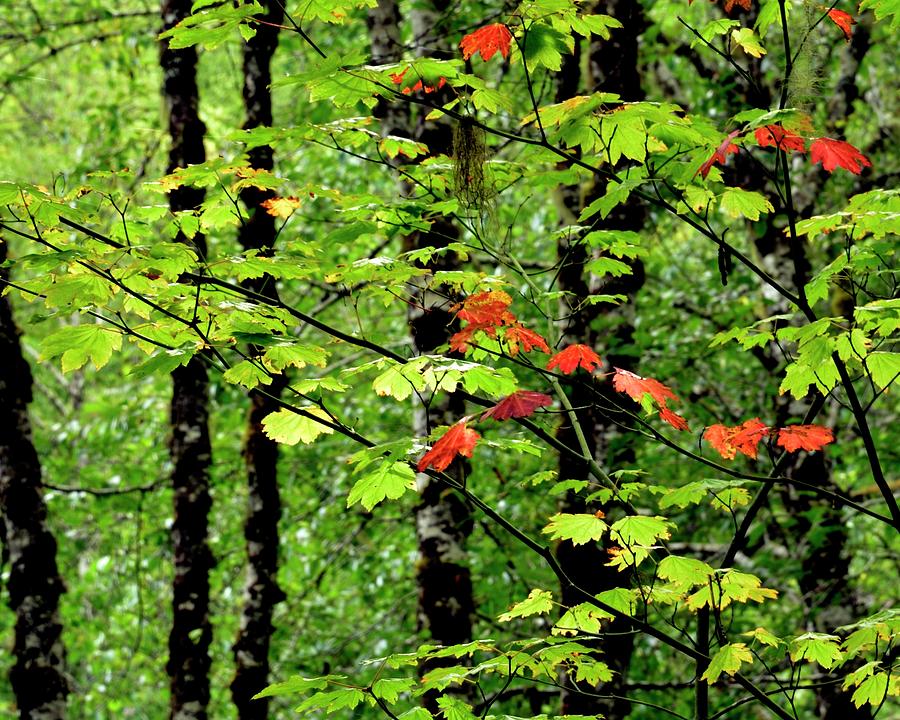 Early Red Fall Photograph by Jerry Sodorff