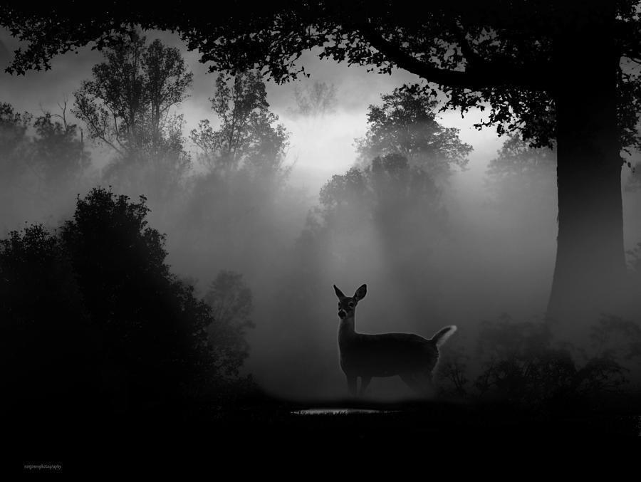 Deer Photograph - Early Riser by Ron Jones