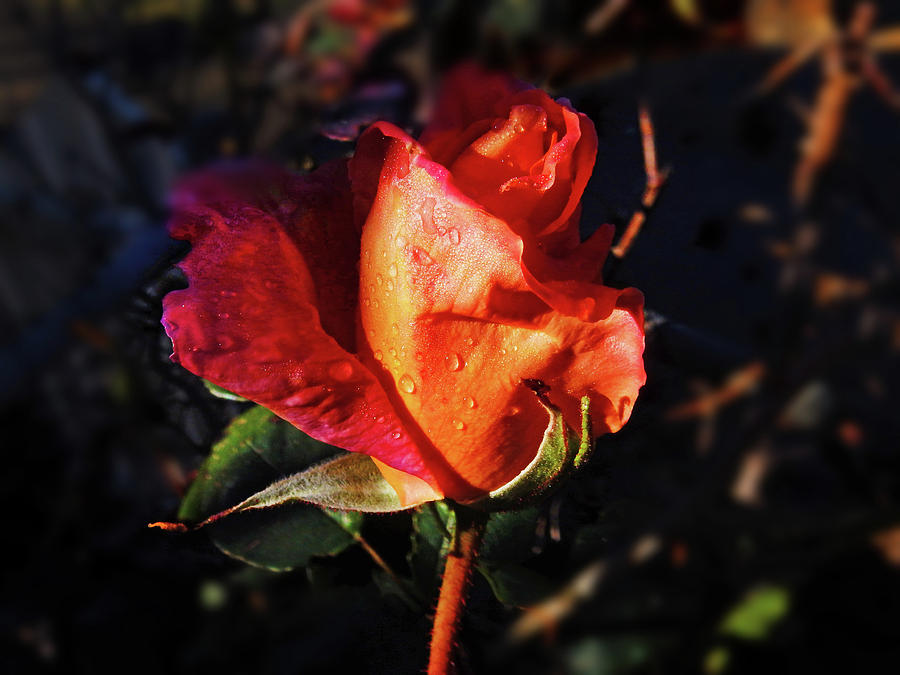 Early Rose Photograph by Mark Blauhoefer