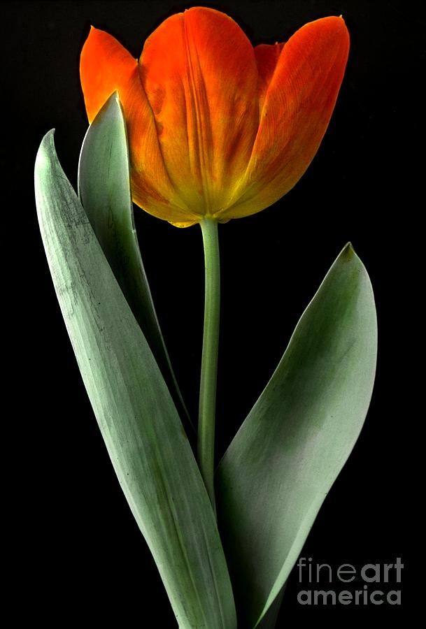 Early Single Tulip Painting by MotionAge Designs