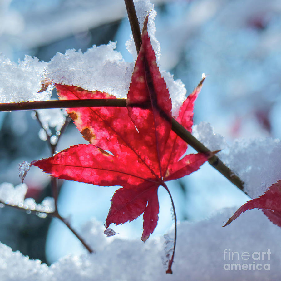 Early Snow Photograph by Garry McMichael