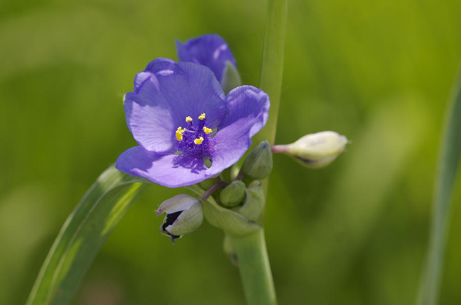 Flower Photograph - Early Spiderwort by Jack R Perry