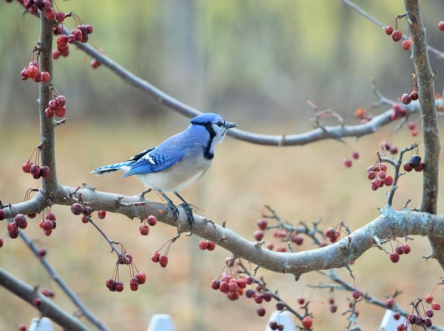 Early Sping Blue Jay Photograph by Lena Hatch