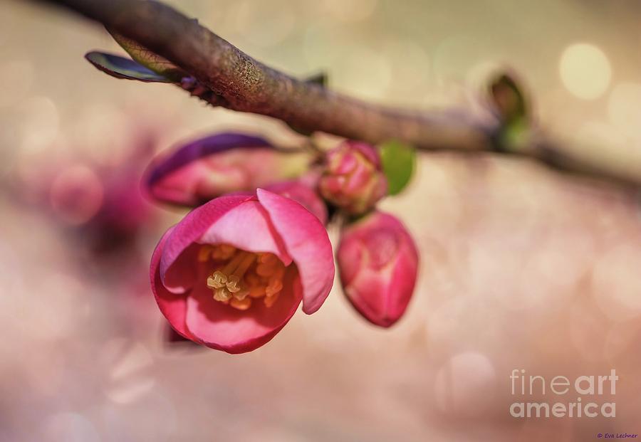 Early Spring Blossom Photograph by Eva Lechner