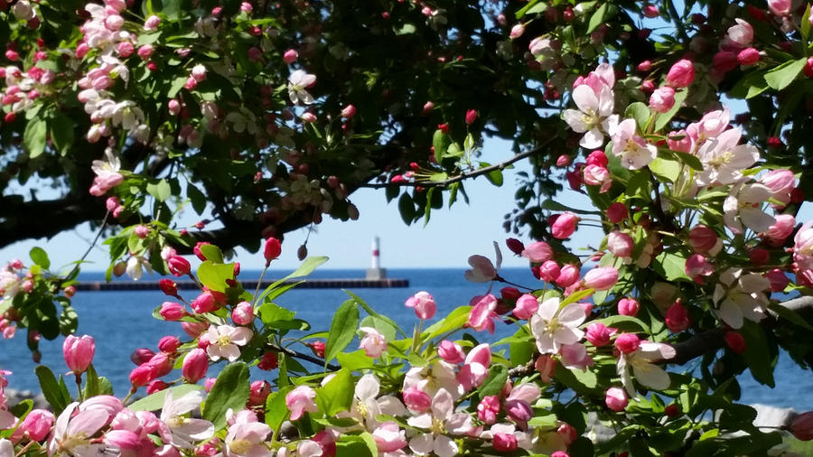 Early Spring Blossoms at the Waterfront Photograph by Wendy Shoults