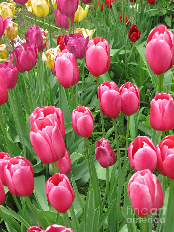Early Spring Colorful Tulips Photograph