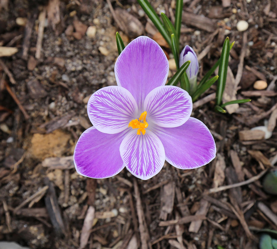 Early Spring Crocus Photograph by Allan Levin