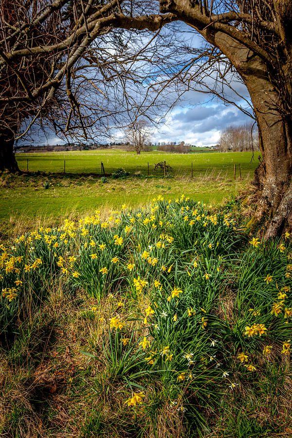 Early Spring Daffodils Photograph by W Chris Fooshee
