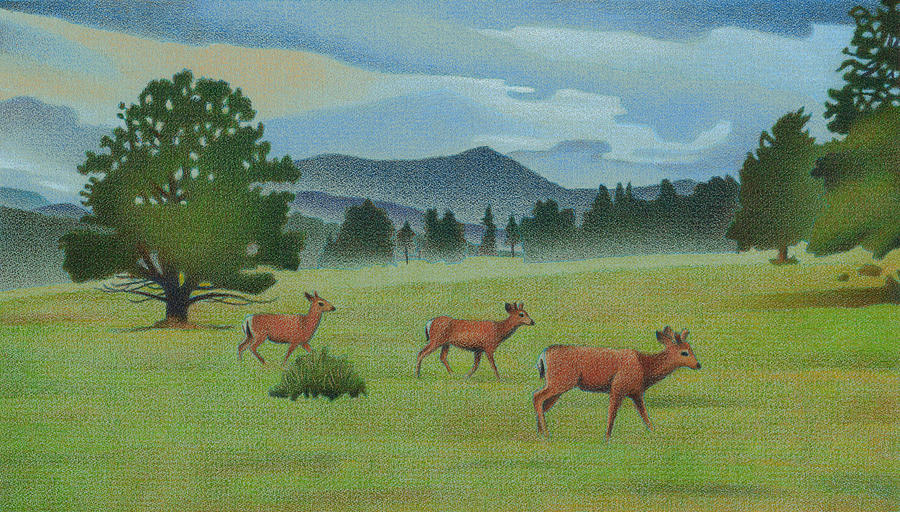 Early Spring Evergreen Drawing by Dan Miller