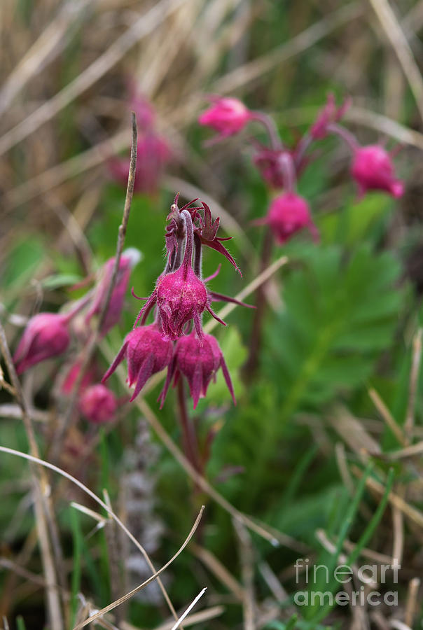 Prairie Smoke flowers in spring Photograph by Les Palenik