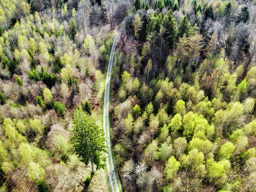 Early spring forest from above Photograph by Matthias Hauser