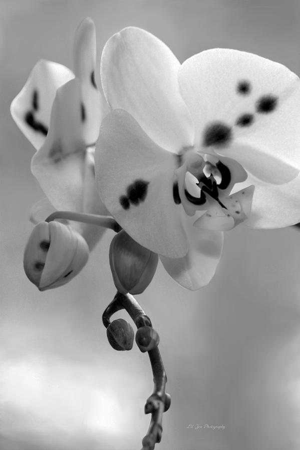 Early Spring In Black And White Photograph by Jeanette C Landstrom