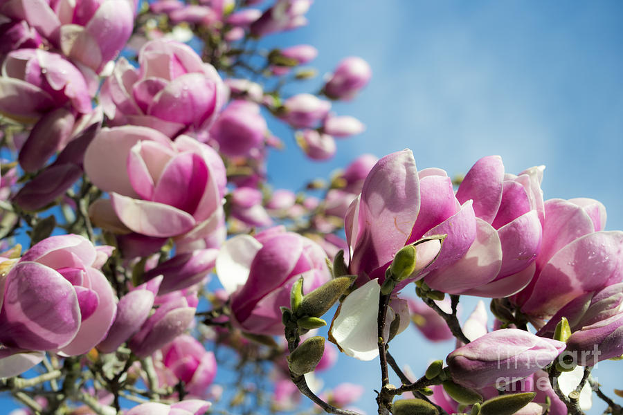 Early Spring Magnolia Photograph by Angela DeFrias