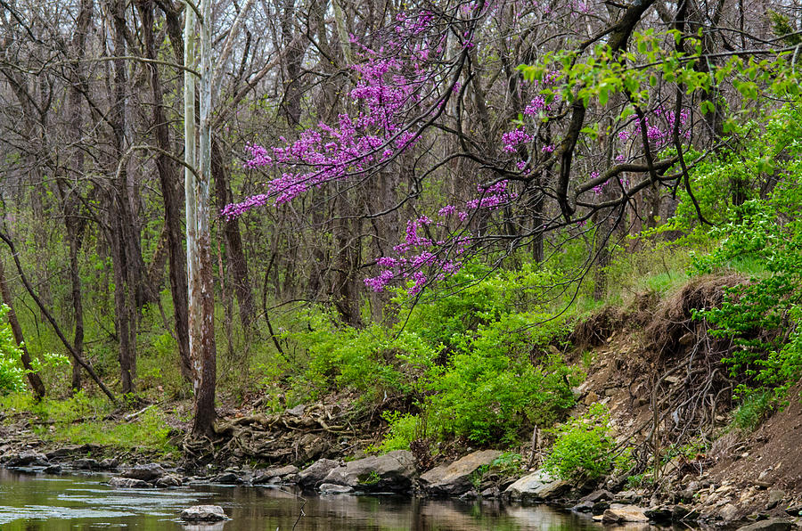 Early Spring on Mill Creek 2 Photograph by Jeff Phillippi