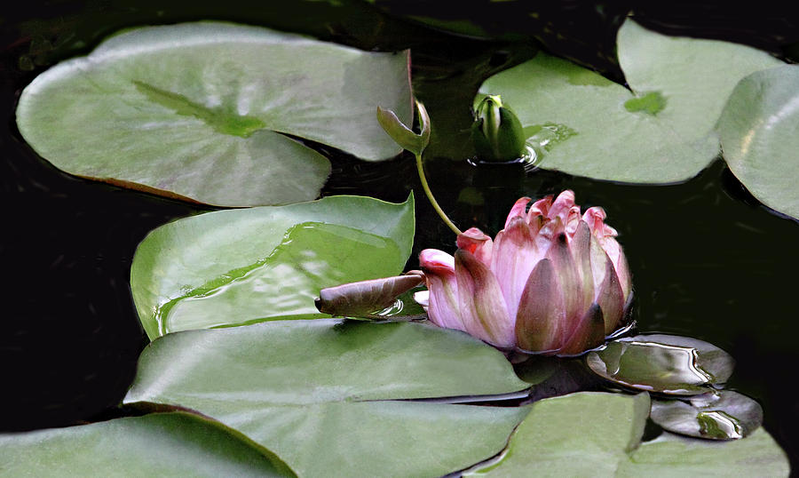 Early Spring Opening Water Lily Photograph by Linda Phelps