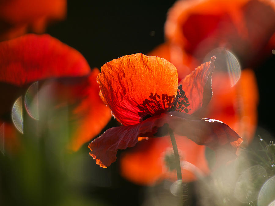 Early Spring Poppies Photograph by Rachel Morrison