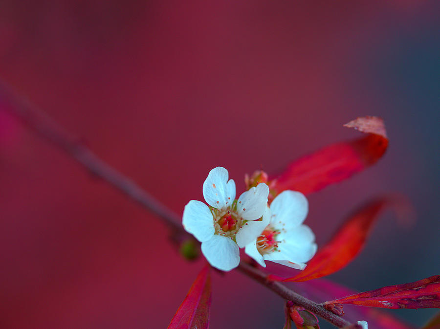 Early Spring Photograph by Yuka Kato