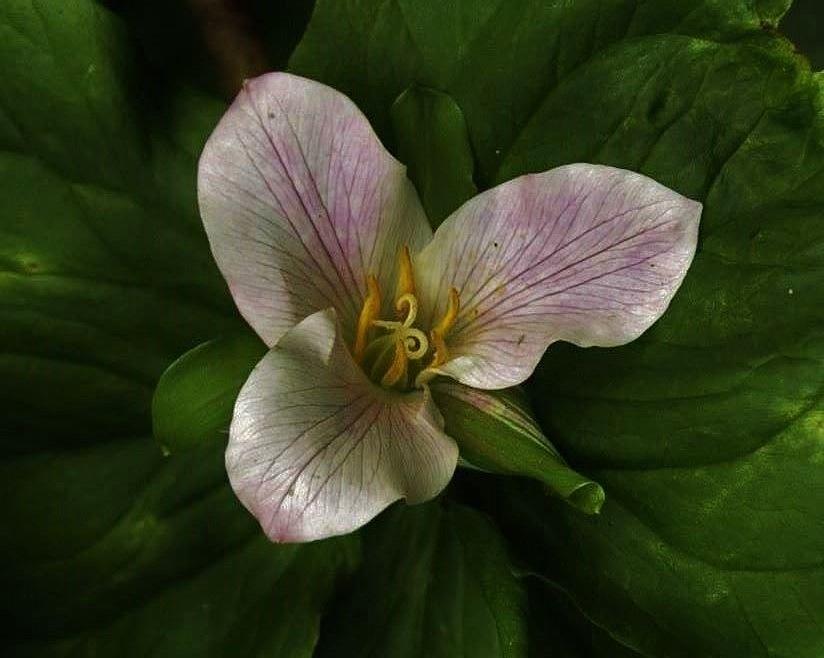 Early Spring Trillium Photograph by Charles Lucas