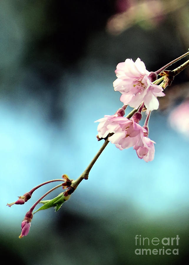 Early Spring Weeping Cherry  Photograph by Janice Drew