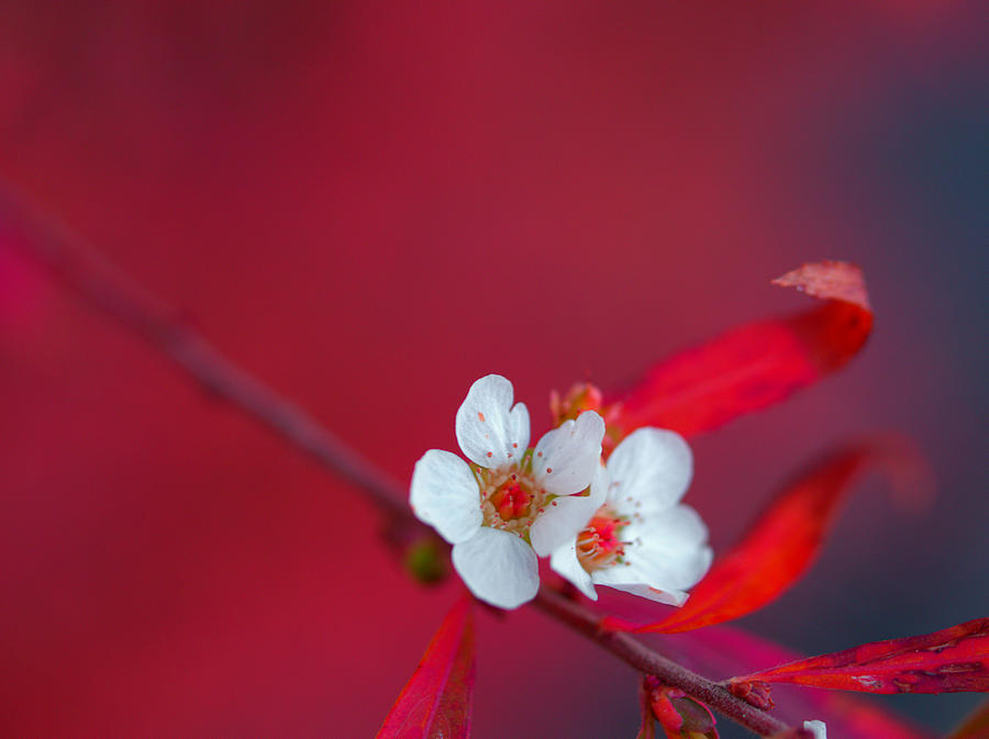 Early Spring2 Photograph by Yuka Kato