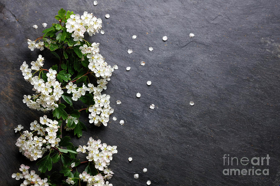 Early summer white  flower blossoms Photograph by Nicholas Burningham