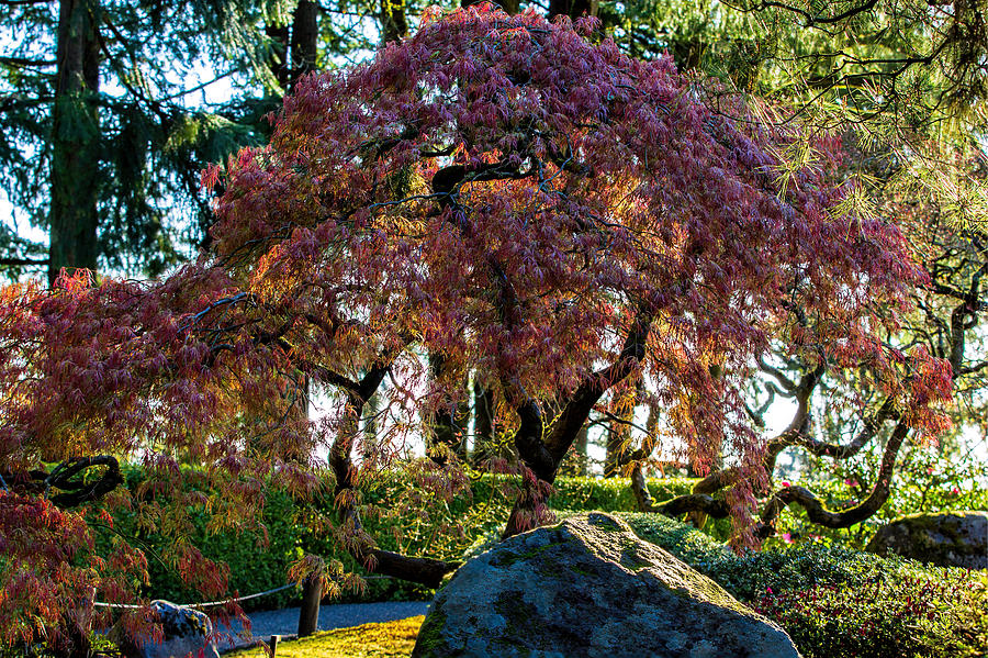 Early Sun Photograph by Mike Centioli | Fine Art America