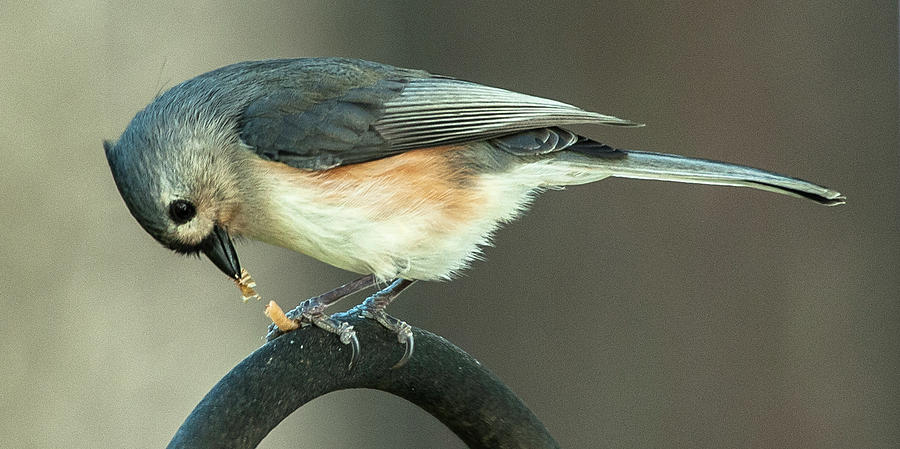 Early Titmouse Gets the Worm Photograph by Jim Moore