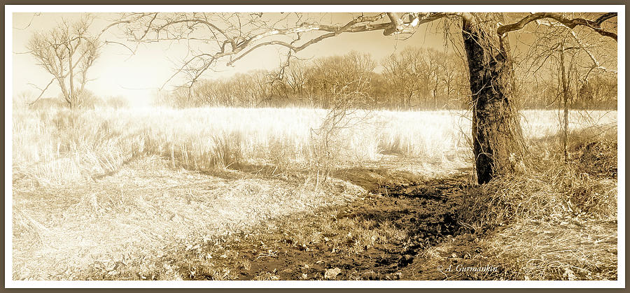 Early Winter Meadow, Montgomery County, Pennsylvania Photograph by A Macarthur Gurmankin