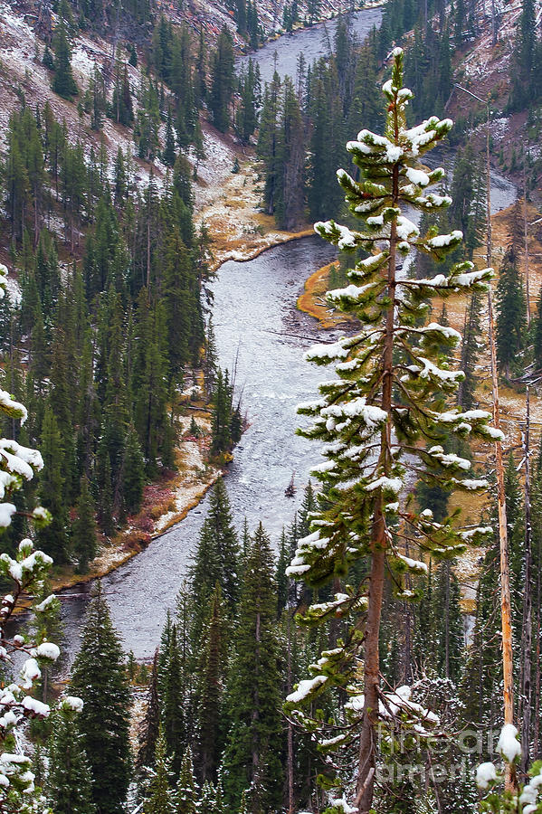 Early Yellowstone Snow Photograph by Bob Phillips