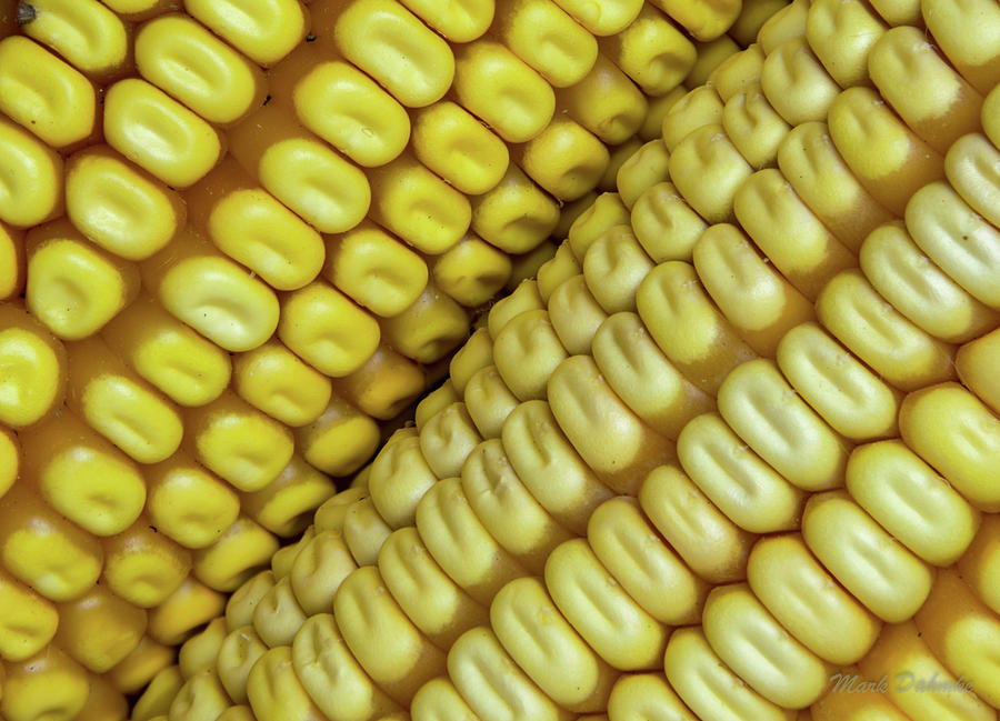 Ears of Corn #1 Photograph by Mark Dahmke